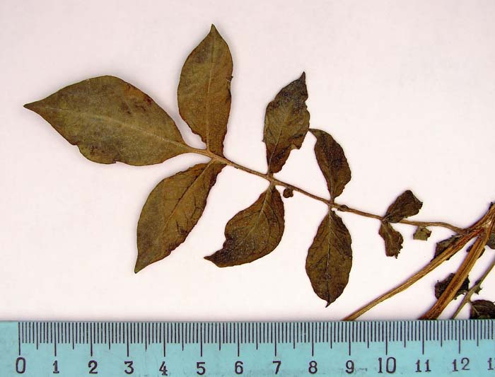 s. ahanhuiri syntyp 1800 leaf